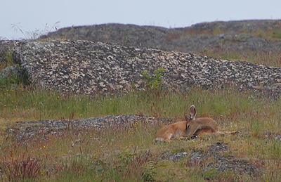 Slumping deer. Photo by Alex Shapiro.